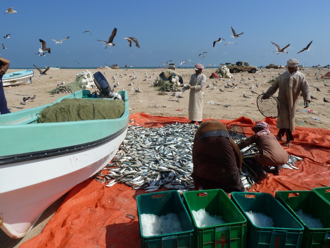 Un pari risqué : la migration de pêcheurs bangladeshi au Sultanat d’Oman